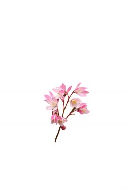 Дейция гибридная Юки Черри Блоссом (Yuki Cherry Blossom)